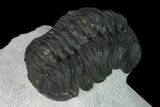 Austerops Trilobite - Visible Eye Facets #165887-4